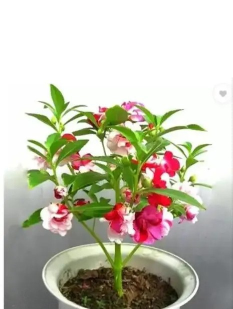 Combo Of 20 variety flowers seeds home gardening summer winter spring all season
