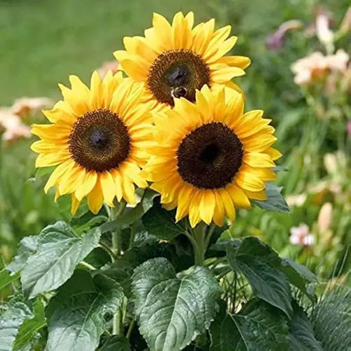 Combo Of 20 variety flowers seeds home gardening summer winter spring all season