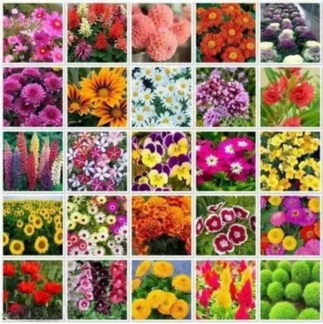 Combo Of 20 variety flowers seeds home gardening summer winter spring all season